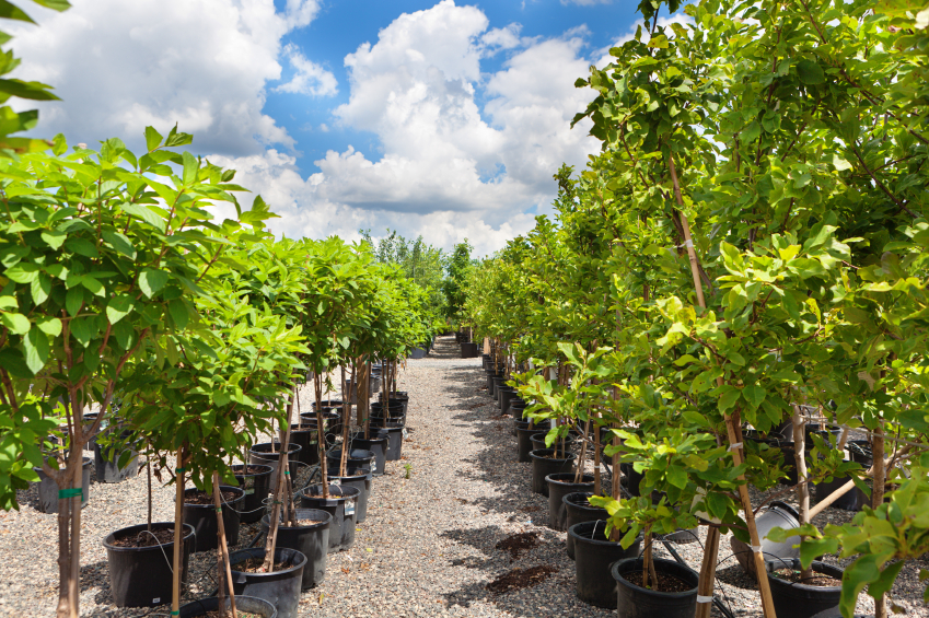 Rows of potted trees in a nursery with a bright blue sky and scattered clouds overhead.